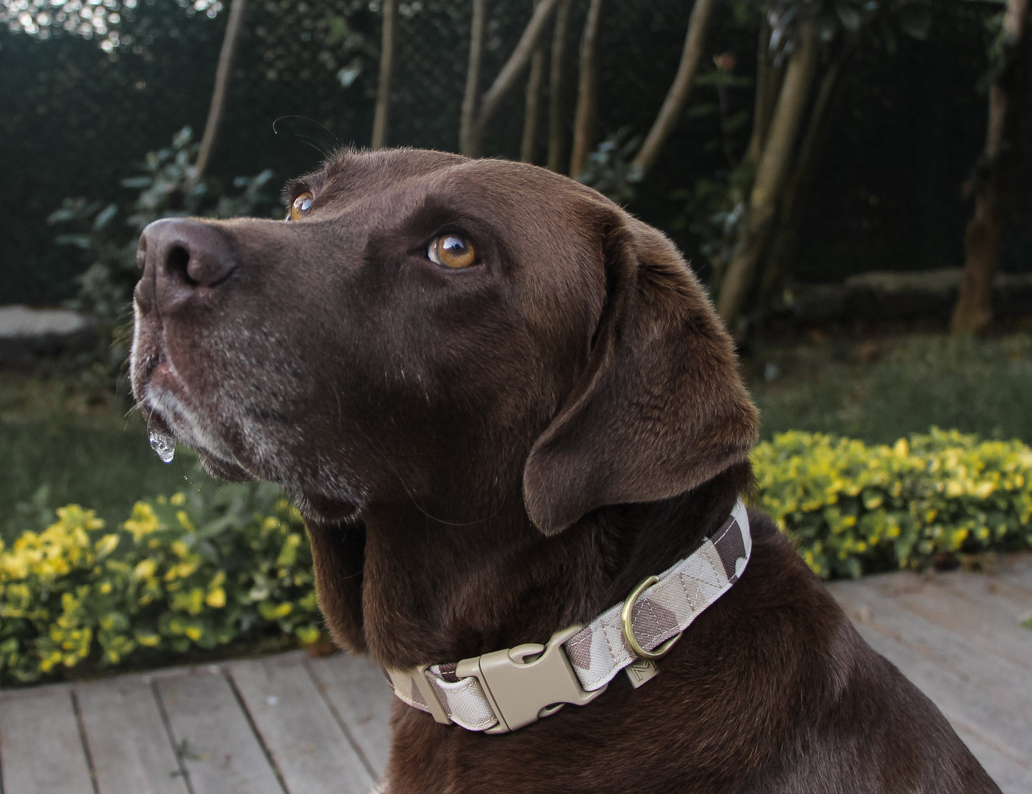 Camouflage Patterned Adjustable Dog Collar