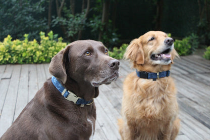 Star Printed Denim Dog Collar