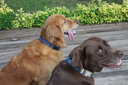 Star Printed Denim Dog Collar