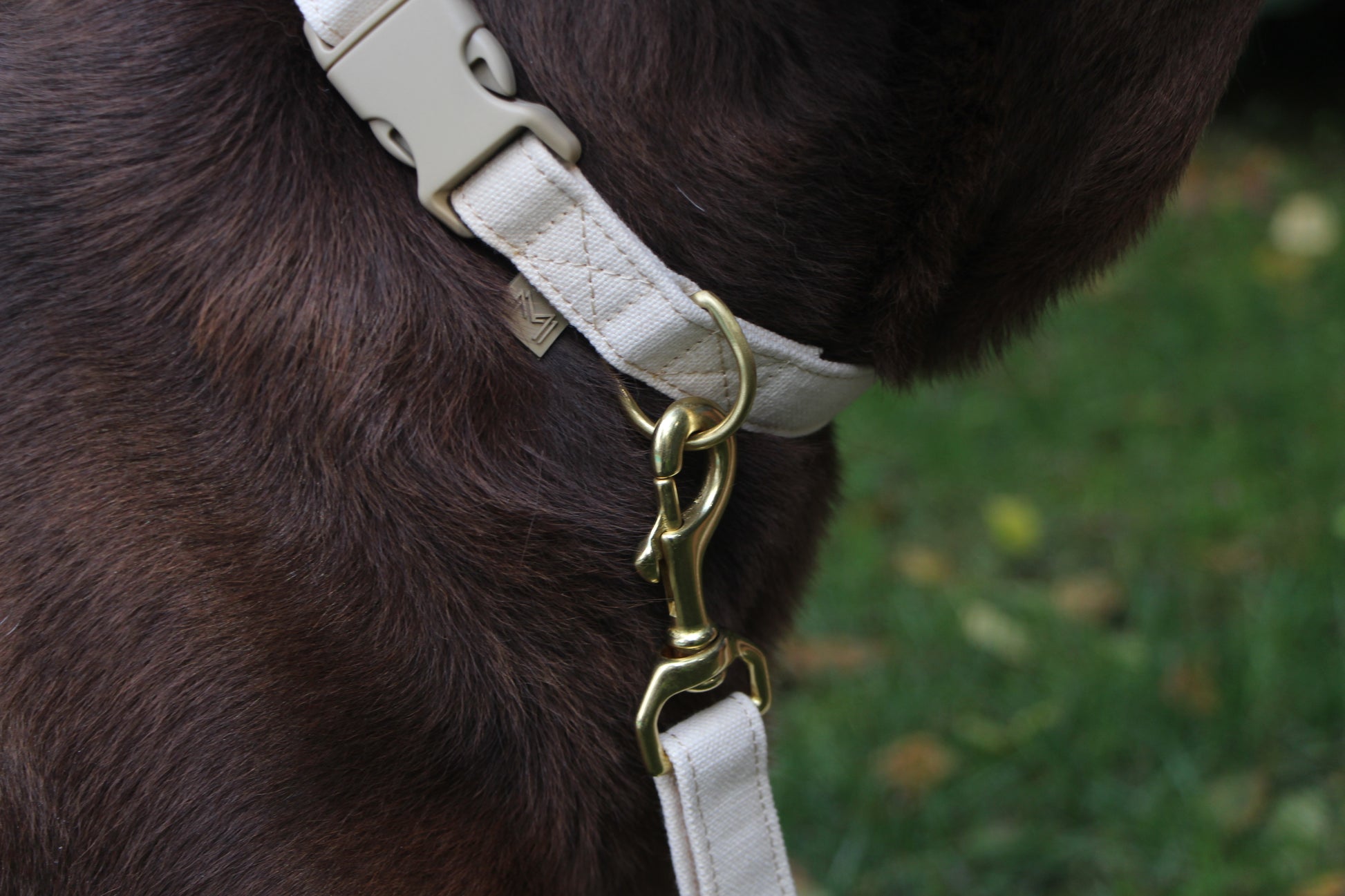 Close-up of Organic Cotton Dog Collar showing durable canvas material and brass hardware.