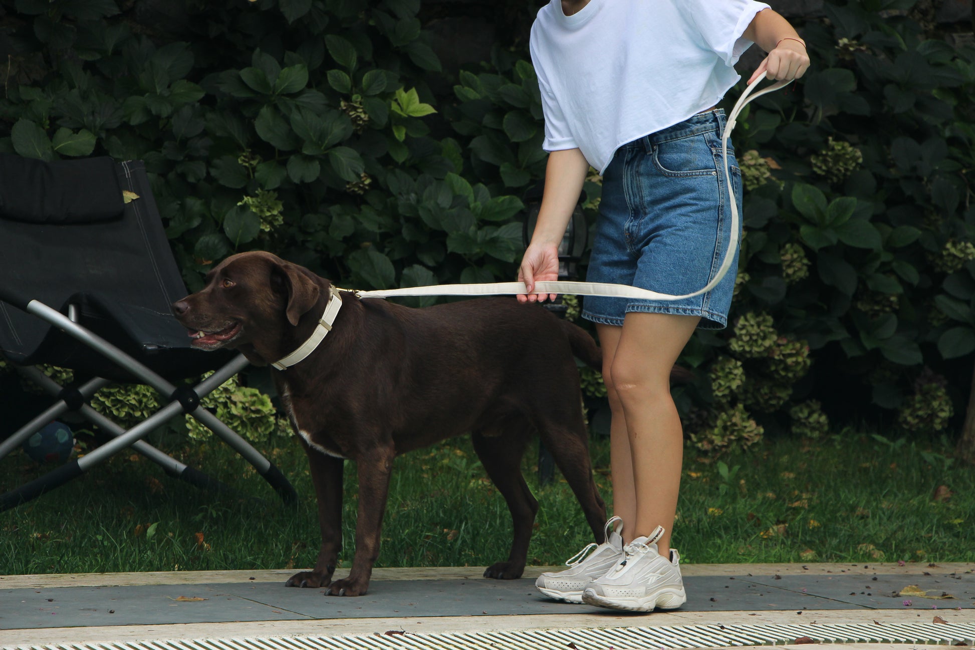 Soft and durable organic cotton dog collar and leash set worn by a Labrador.