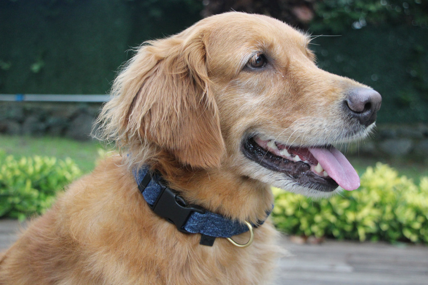 Adjustable Denim Dog Collar