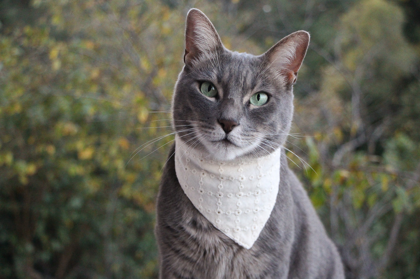 Elegant cat bandana featuring eyelet detailing and a sophisticated design.