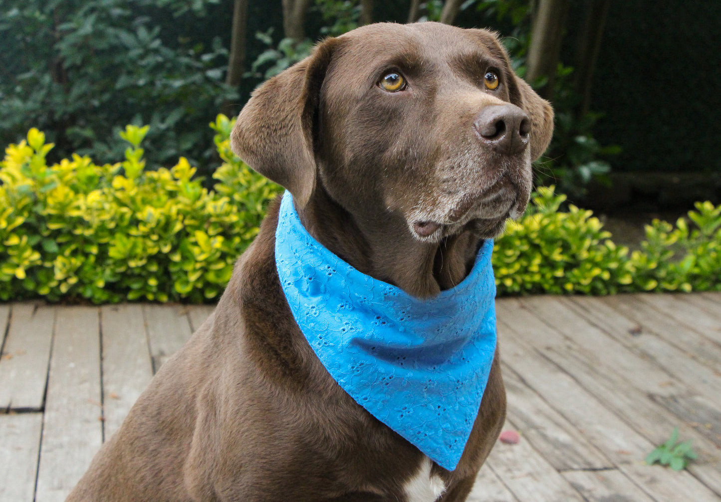 Our Eyelet Dog Bandana in blue looks fantastic on this larger dog! It’s adjustable and fits perfectly, proving that big dogs can be stylish too. Don’t forget, it’s also available in white, beige, green, orange.