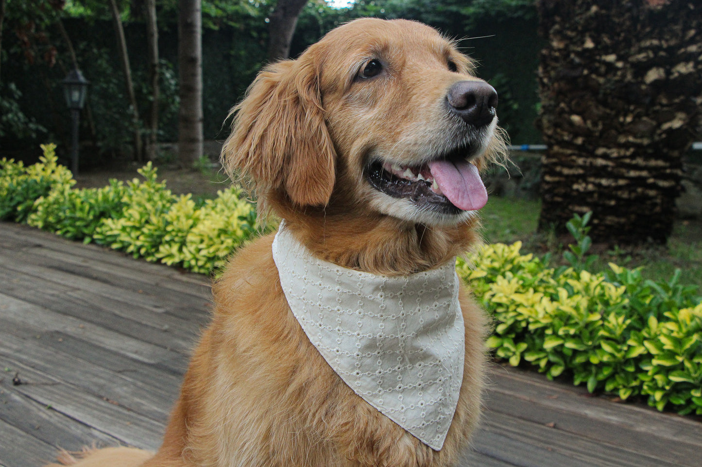 Eyelet Dog Bandana | Stylish & Breathable Cotton Accessory for Pets