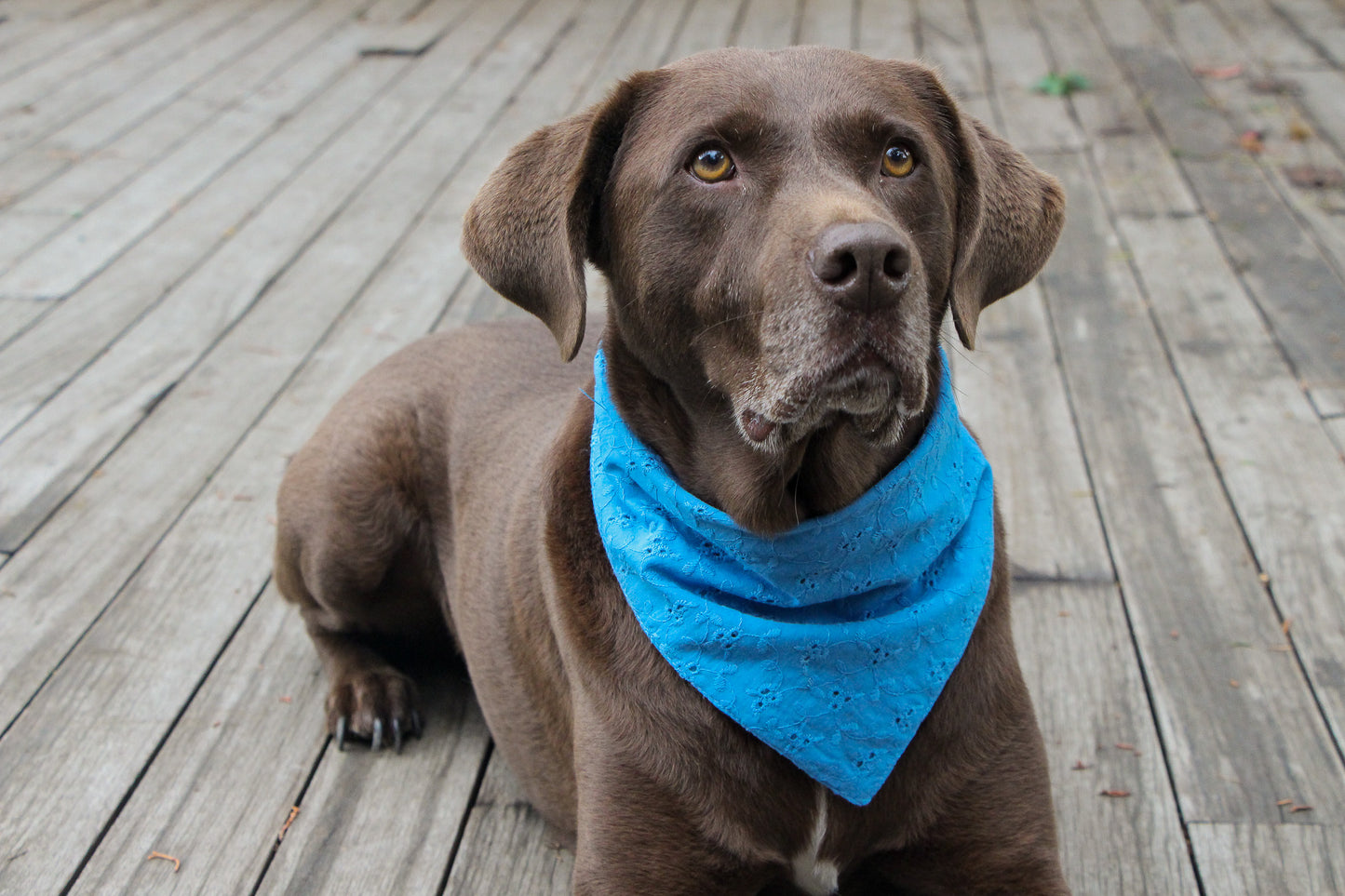 Eyelet Dog Bandana | Stylish & Breathable Cotton Accessory for Pets