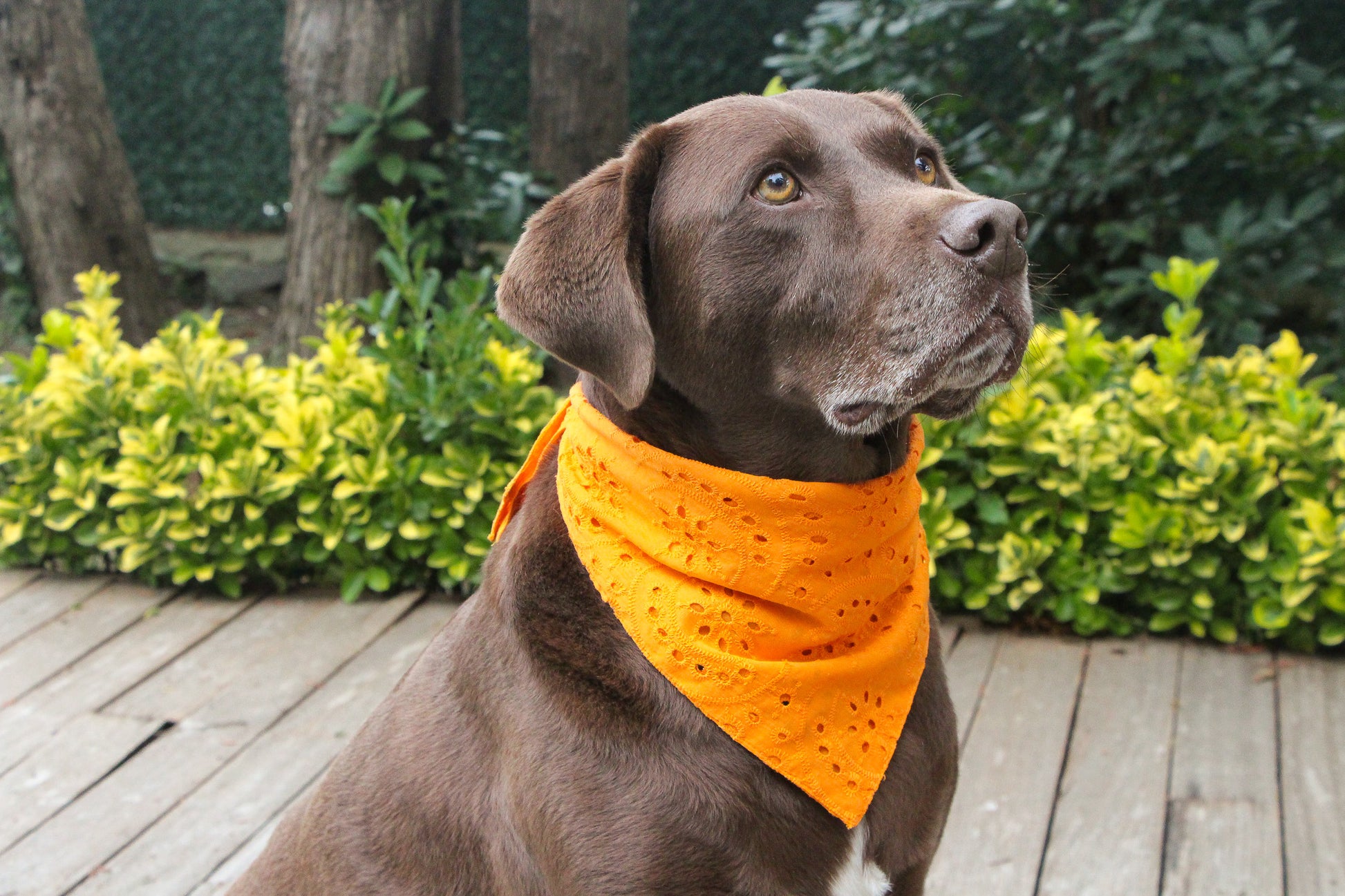 Our Eyelet Dog Bandana looks fabulous during an outdoor adventure. Whether in bright orange or another color, it adds a splash of style to your dog’s outings.