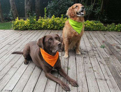 Playtime just got a lot more stylish with our Eyelet Dog Bandana.