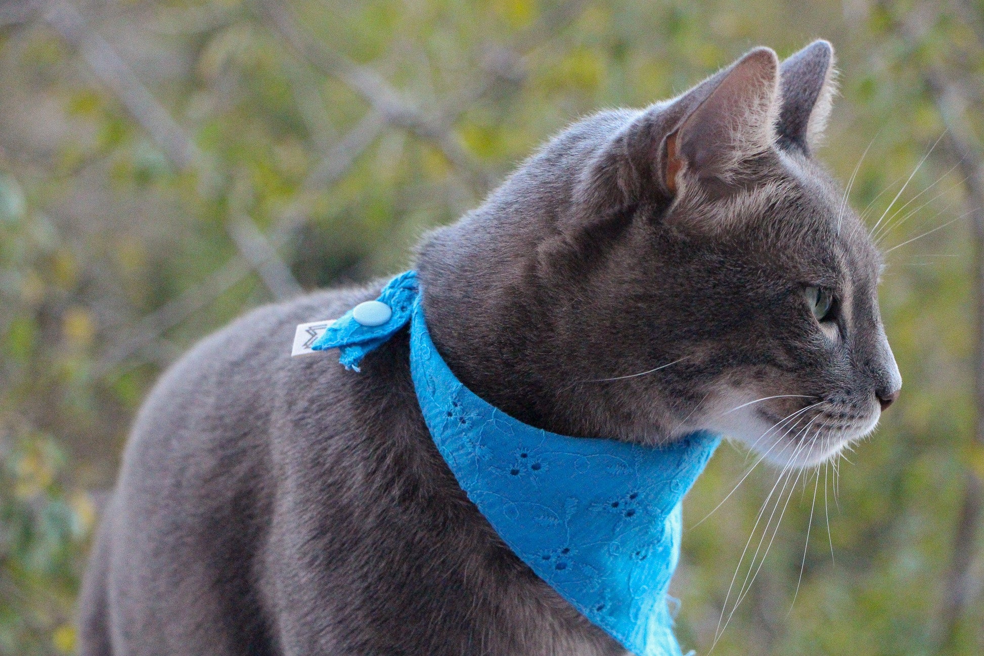 Here’s a cat rocking the Eyelet Pet Bandana in blue. It’s stylish, comfortable, and perfect for those little ones.