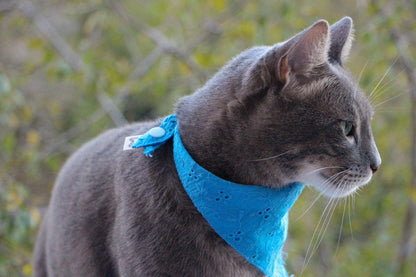 Here’s a cat rocking the Eyelet Pet Bandana in blue. It’s stylish, comfortable, and perfect for those little ones.