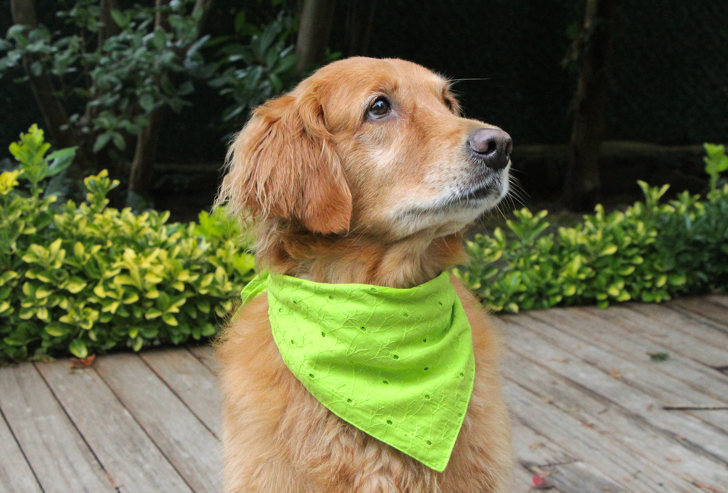 Mars and Mocha eyelet pet bandana for dog and cats.