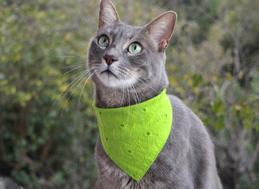 Mars and Mocha eyelet bandana for cats.