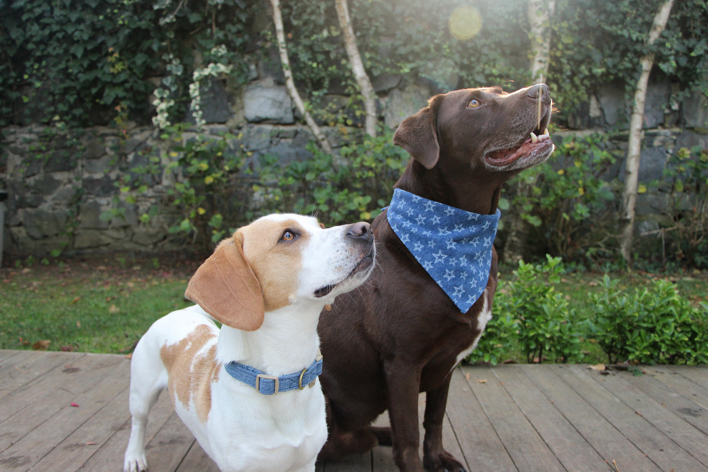 Light Denim Dog Collar, a stylish and functional accessory for summer adventures.