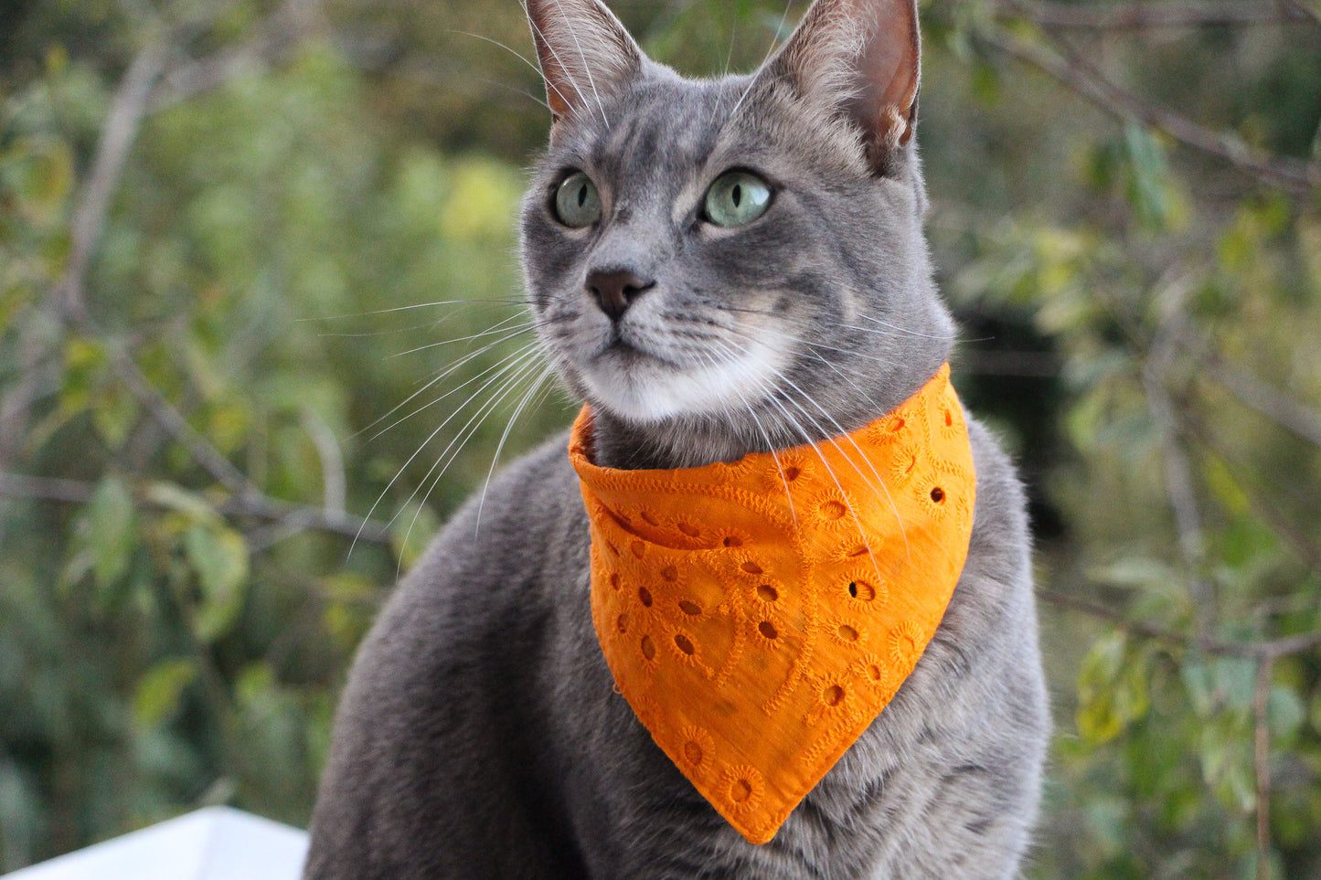 Mars and Mocha double-sided cat bandana with elegant eyelet detailing.