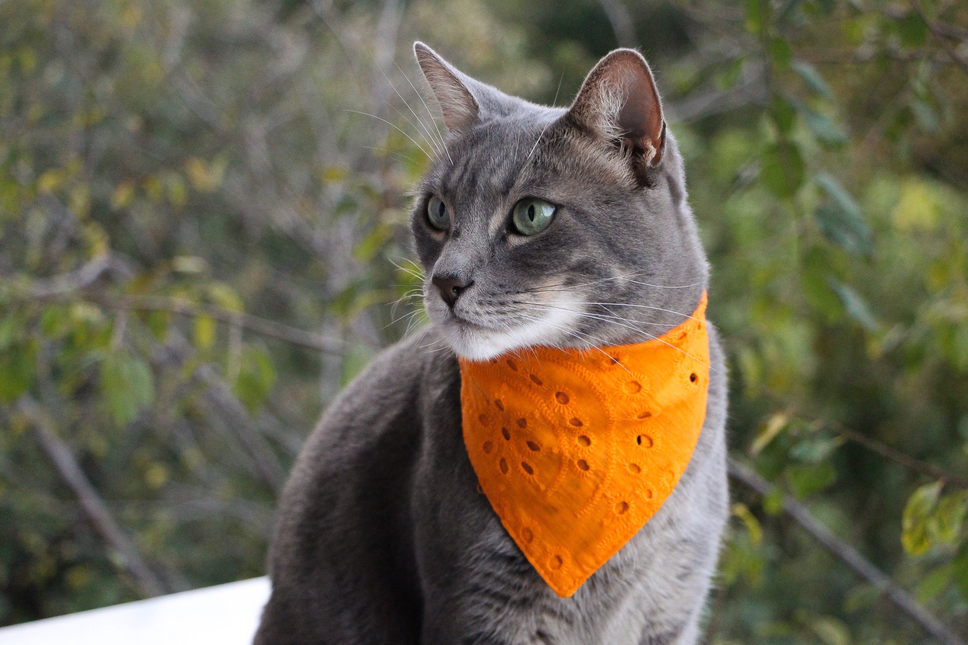 Mars and Mocha eyelet pet bandana for small dogs and cats.