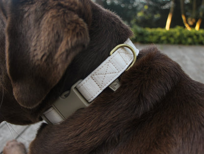 Close-up of Organic Cotton Dog Collar showing durable canvas material.