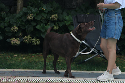 Organic cotton leash for dogs, combining style and sustainability.