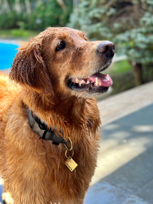 Square brass pet ID tag with custom engraving.