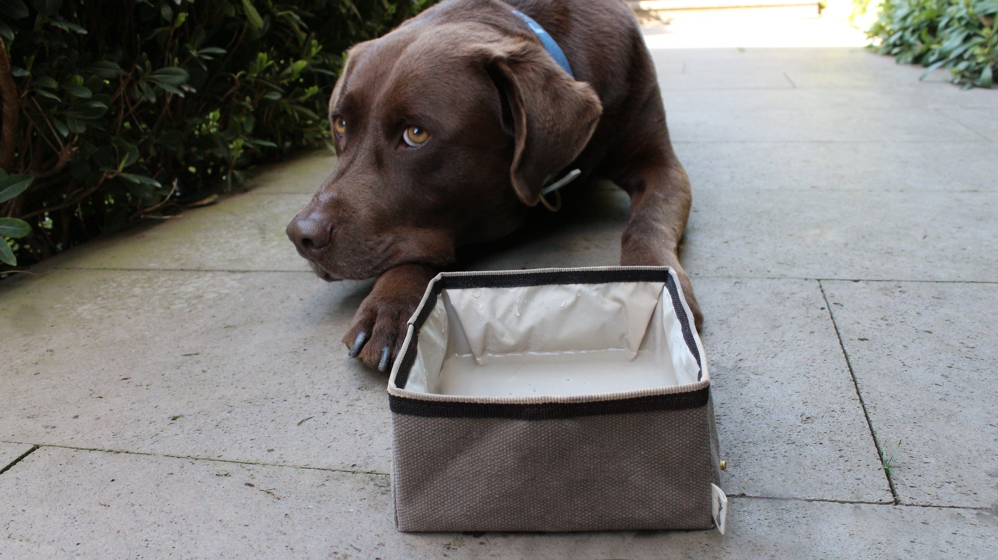 Travel-friendly square dog bowl for feeding your pet anywhere.