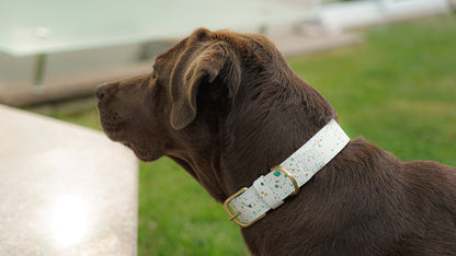 Mocha wearing a personalized white leather collar.