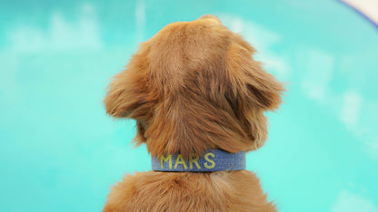 Close-up of custom dog collar with personalized denim sleeve.