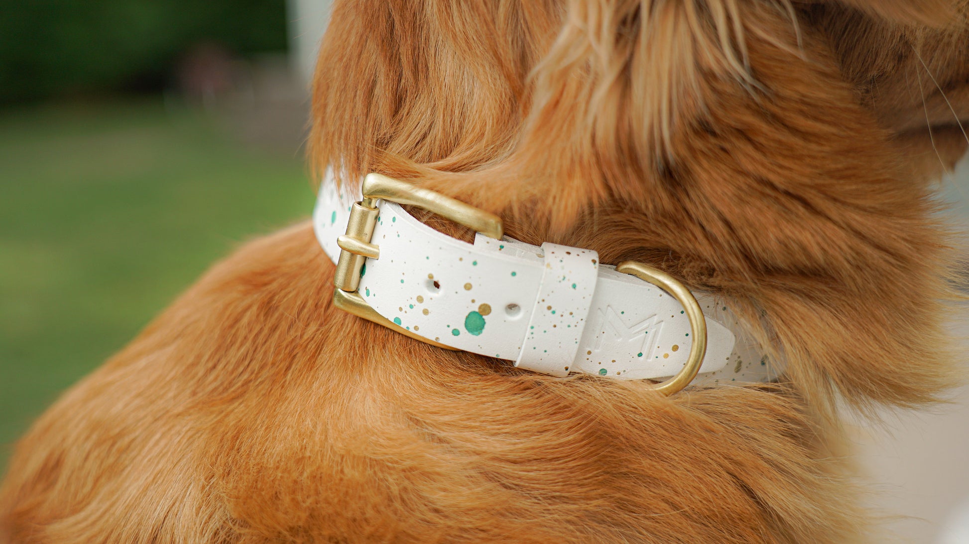 Close-up of custom dog collar.