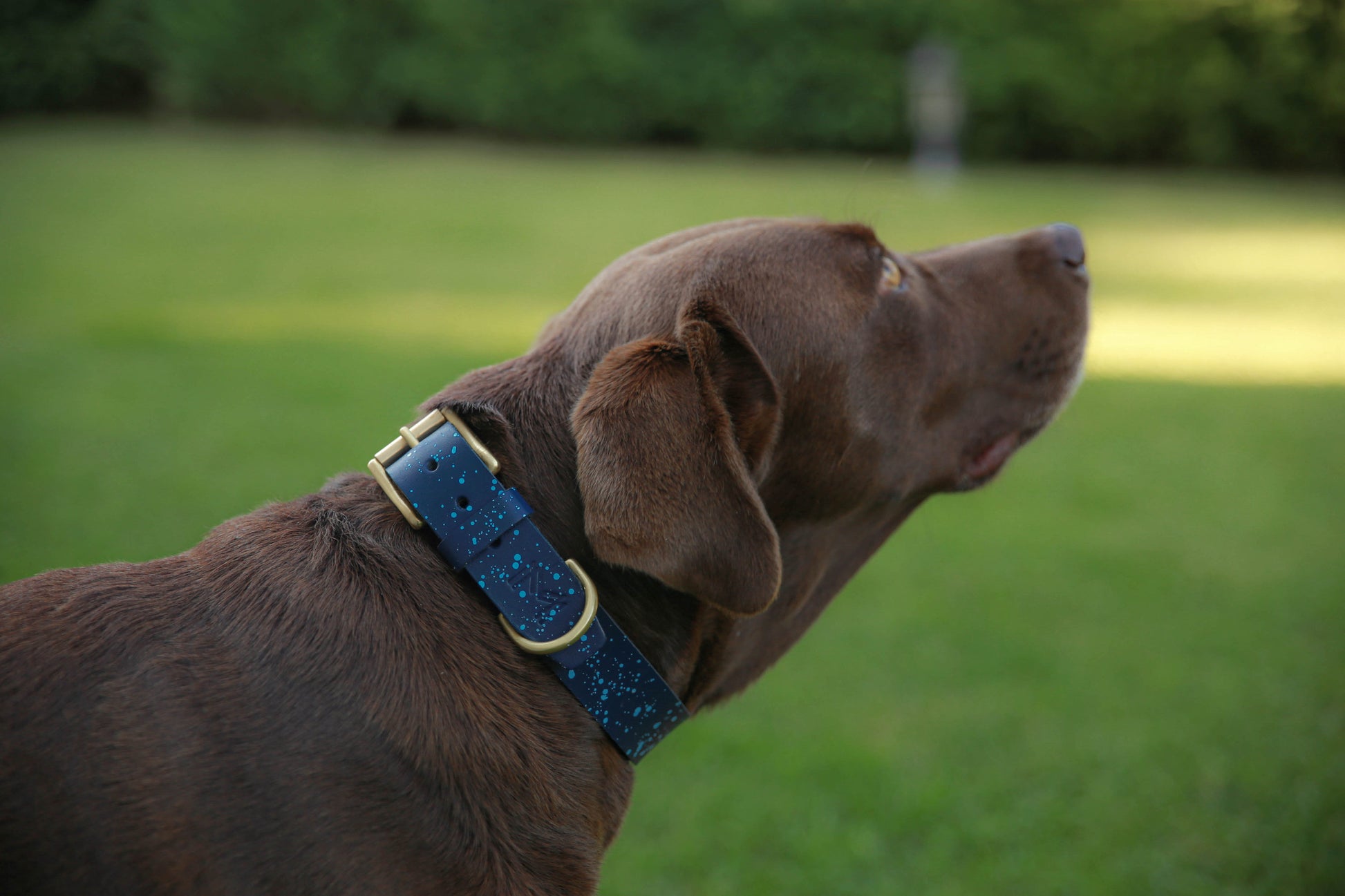 Custom navy blue leather dog collar displayed on a stylish dog.