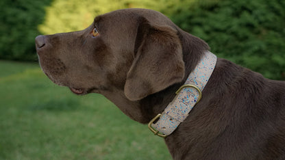 Elegant leather dog collar for fashionable pets, shown on a dog.