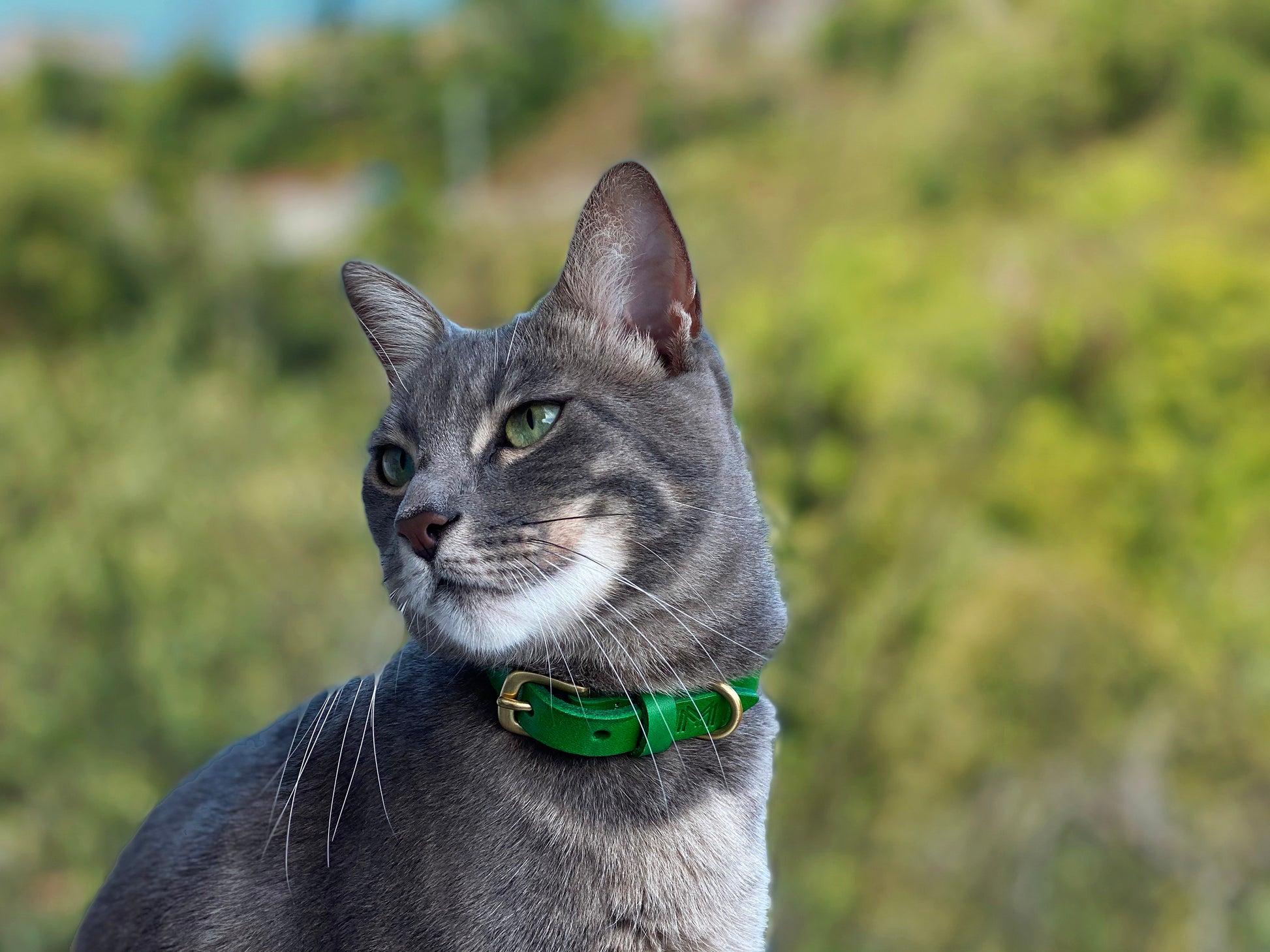 Detailed view of the solid brass hardware on the Green Leather Cat Collar, emphasizing its elegance.