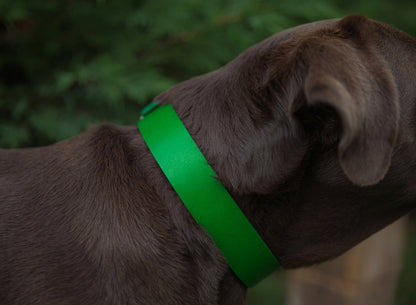 Personalized Green Leather Dog Collar