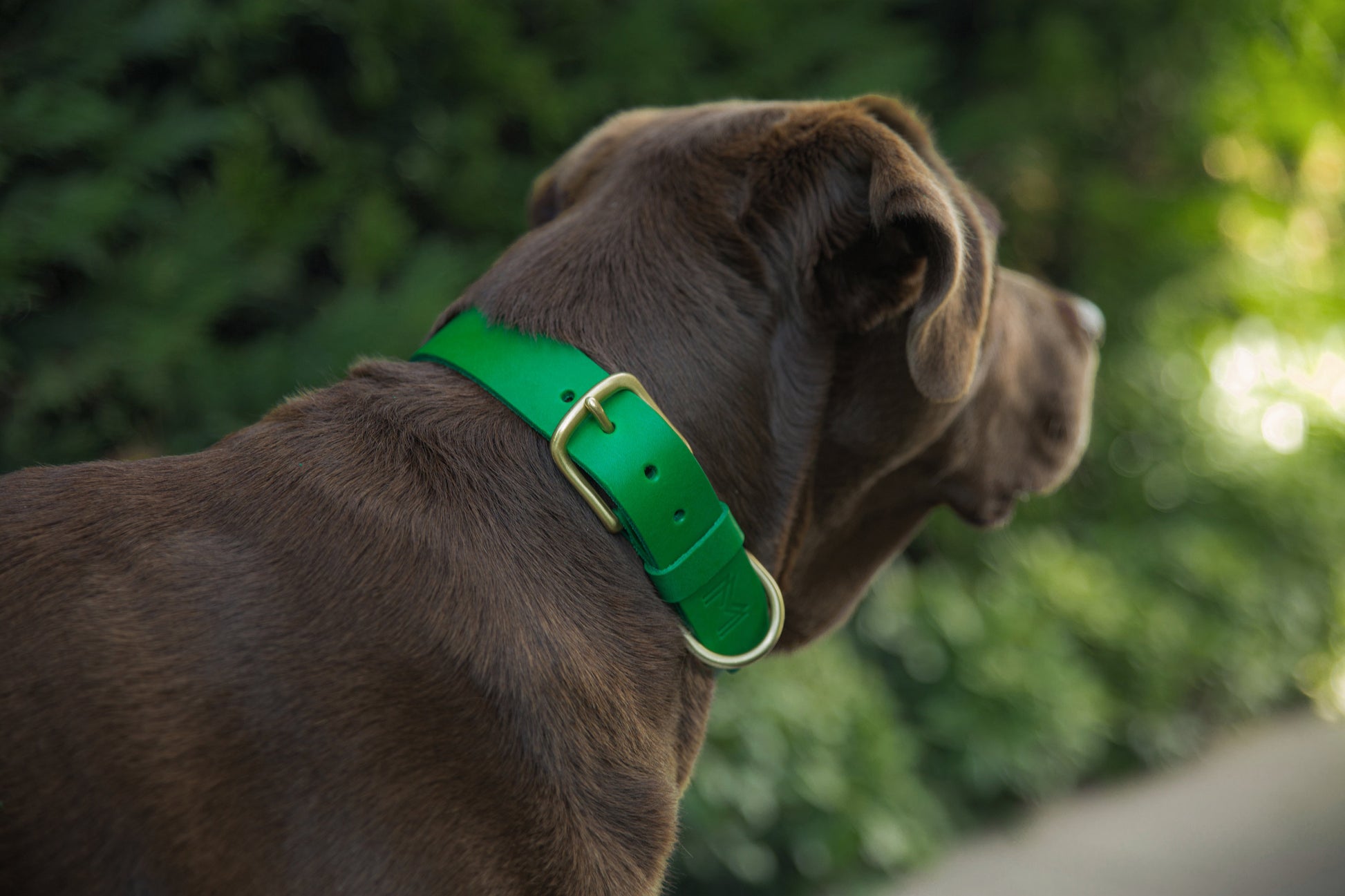 Close-up of the solid brass hardware on the Green Leather Dog Collar, highlighting its premium quality.