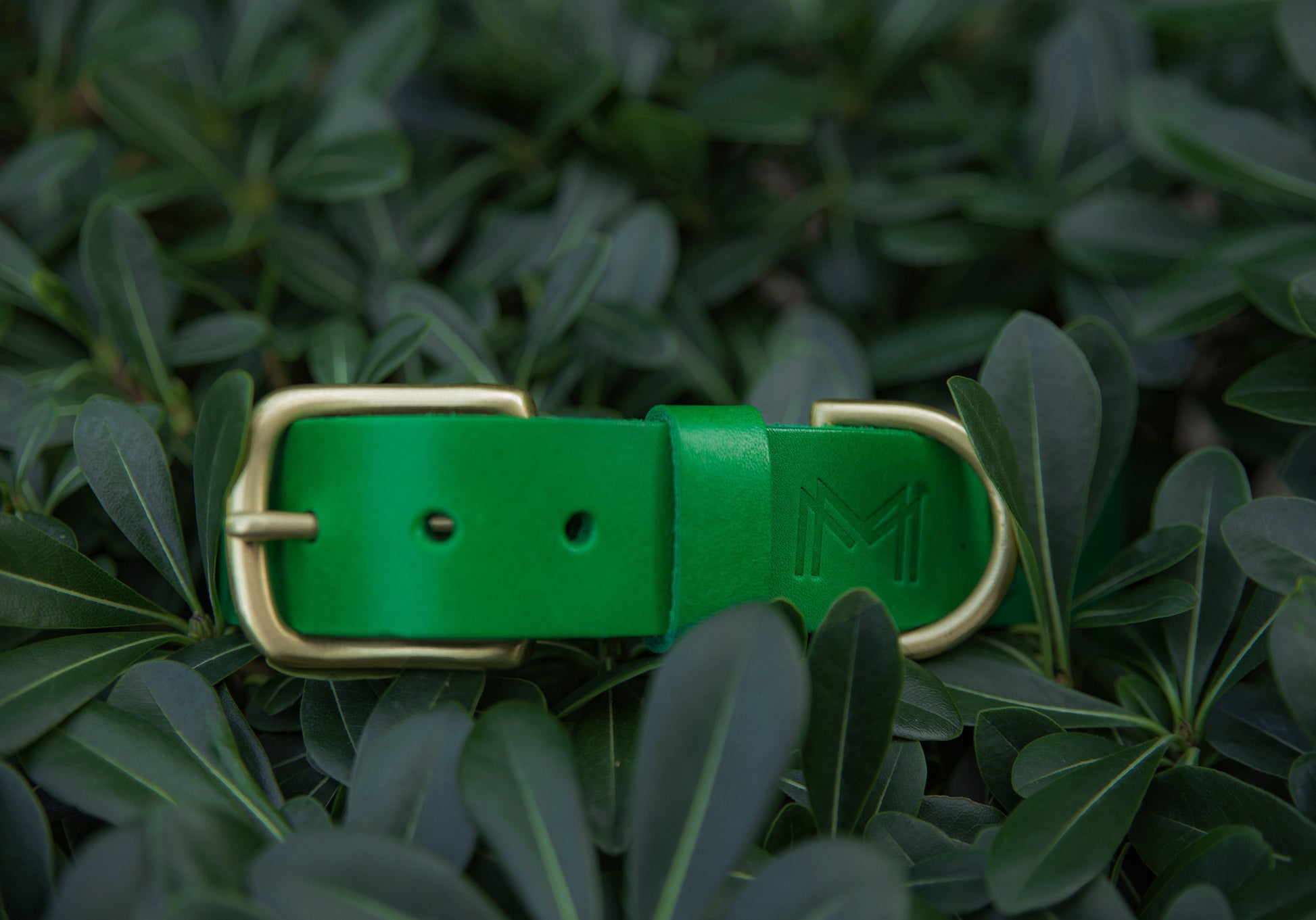 Green leather collar for pets, featuring brass hardware.