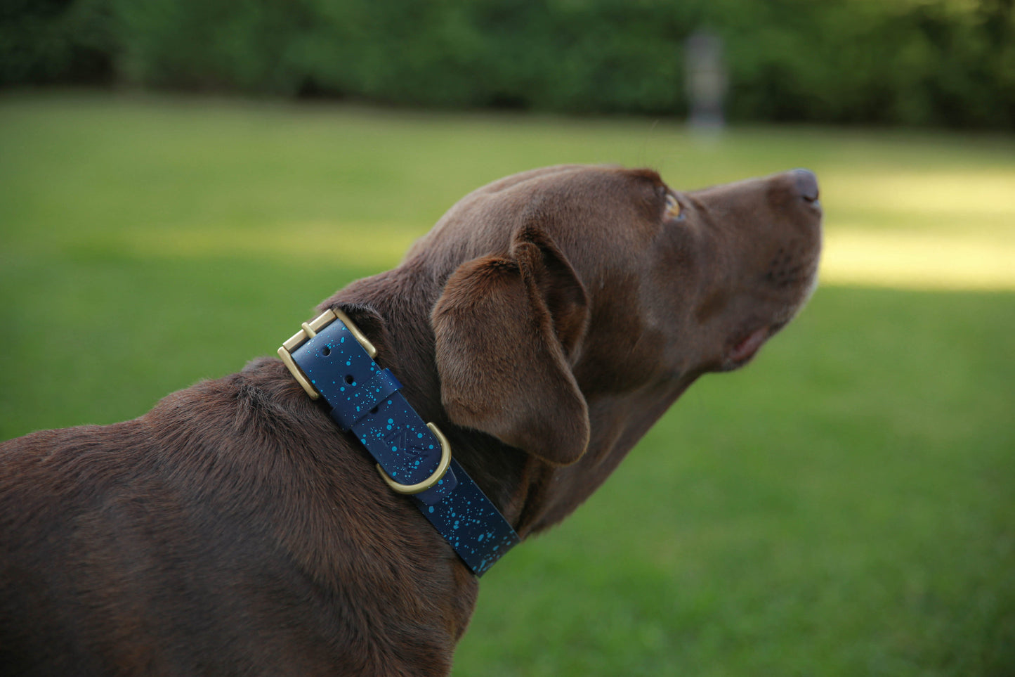 Personalized Navy Blue Leather Dog Collar