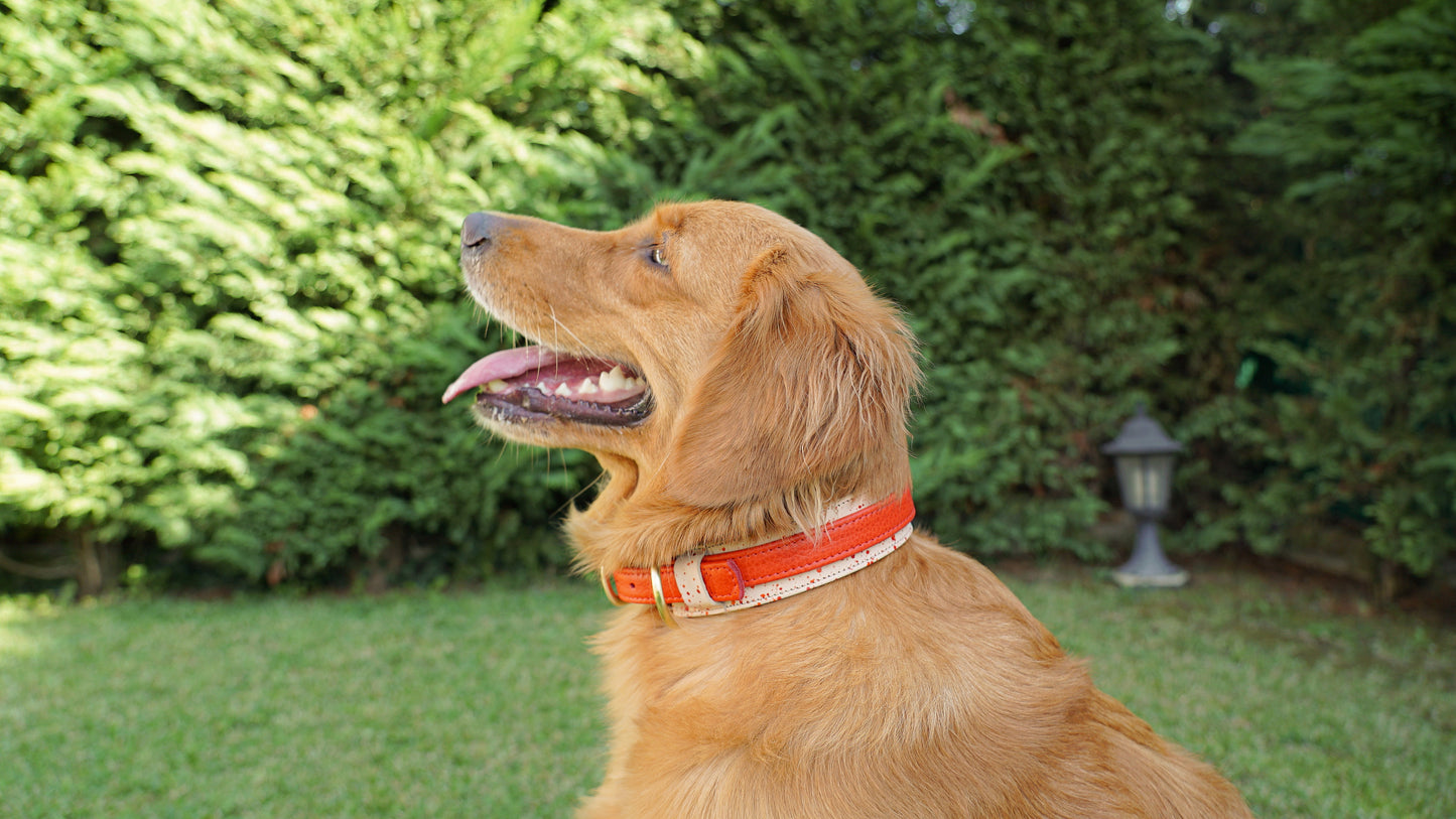 Two-Layer Leather Dog Collar