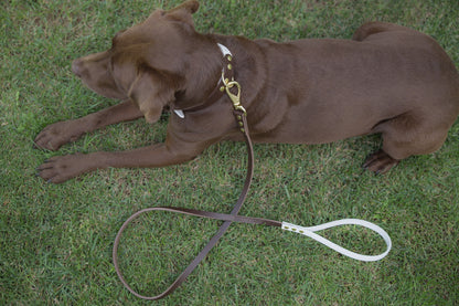 Multi-Color Dog Collar