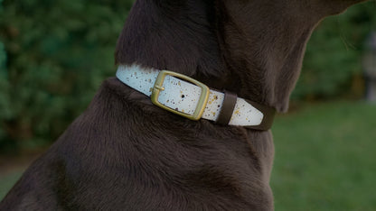 Multi-Color Dog Collar