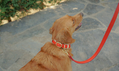 Two-Layer Leather Dog Collar