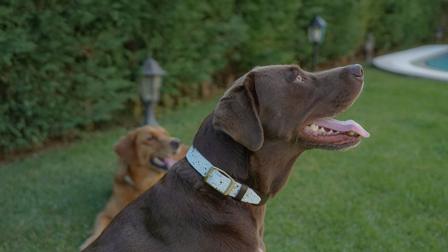 Multi-Color Dog Collar