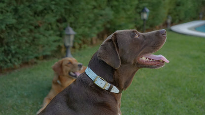 Multi-Color Dog Collar