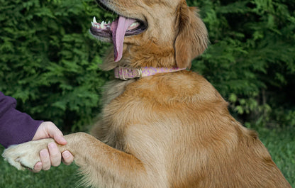 Personalized leather dog collar, perfectly suited for your pet.