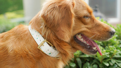 Personalized white leather pet collar, perfect gift idea.