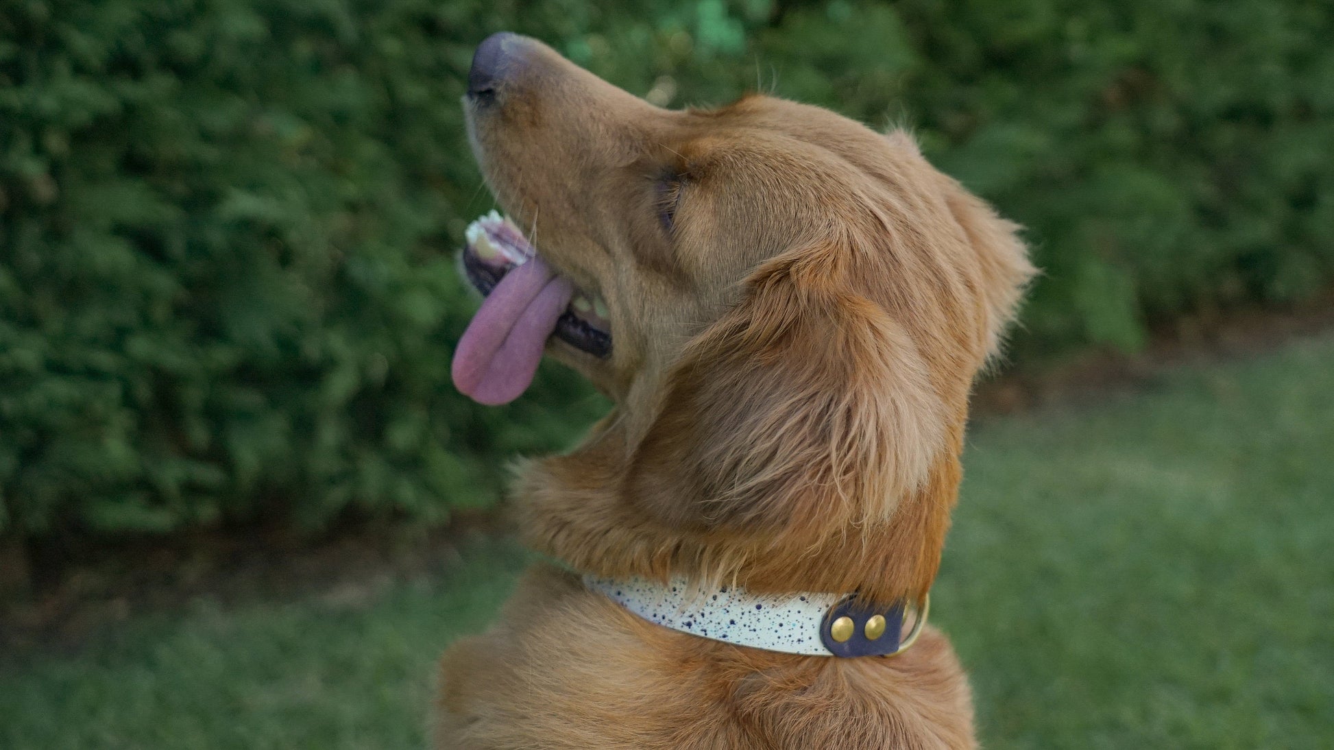 Pet wearing a handmade leather collar, customized for a perfect fit.