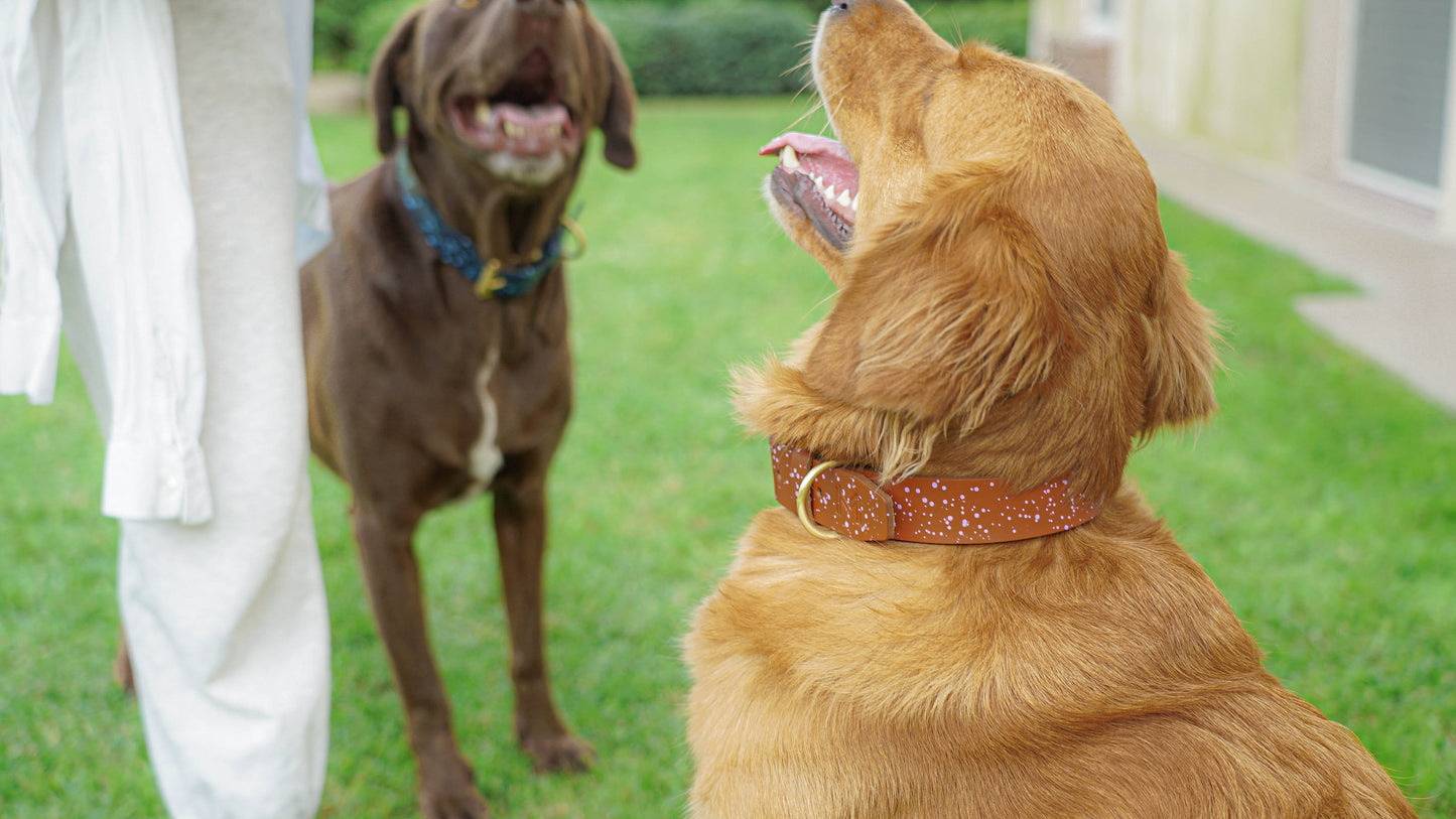 Tan leather dog collar for fashionable pets, shown on a dog.